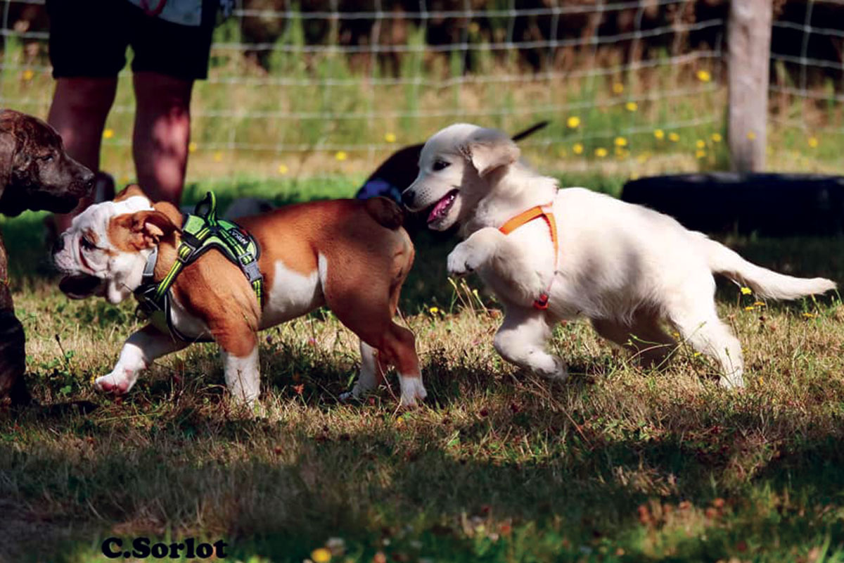 ecole-des-chiots