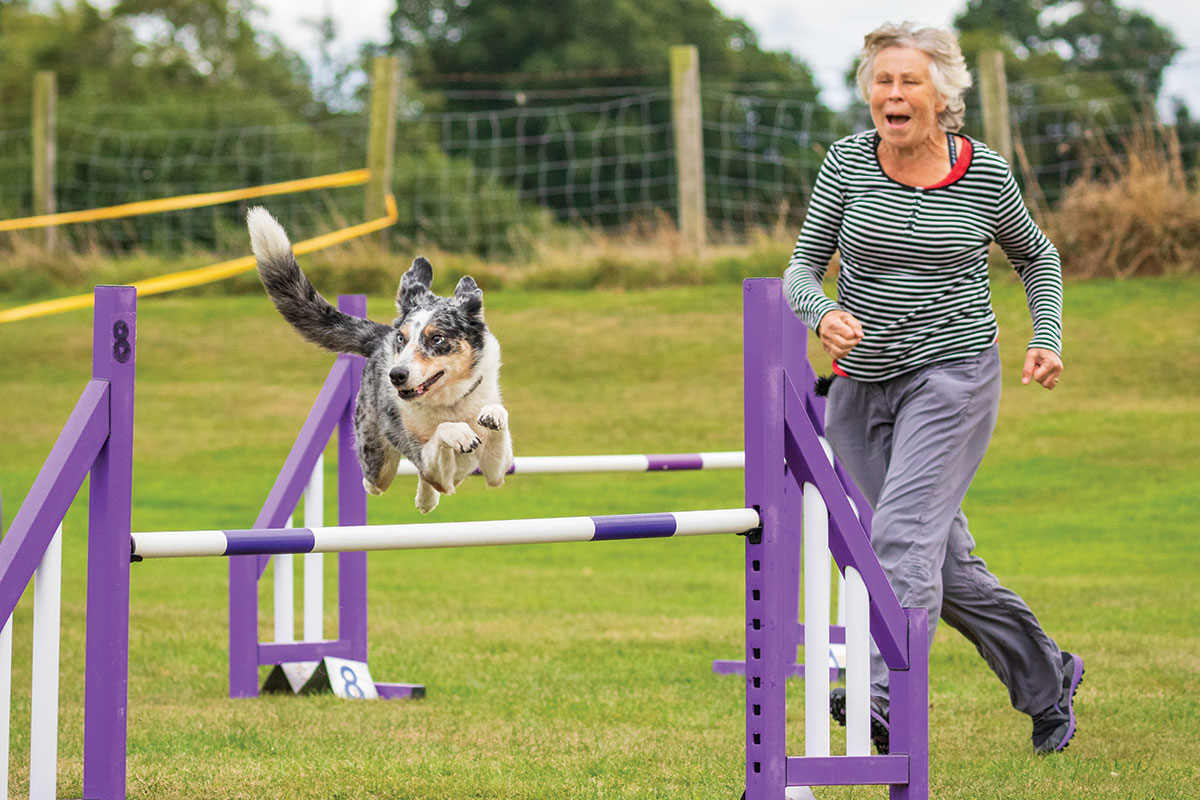 parcours-agility-chien-pornic